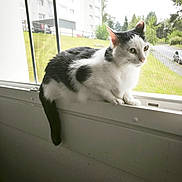Marie participe au concours pour gagner de l'argent avec cette photo : cat, black_and_white, window, windowsill, indoors, pet, animal, feline, house, screen, daylight, greenery, outdoor_view, residential_building, tail, sitting, looking, quiet, calm, domestic