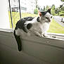 cat, black_and_white, window, windowsill, indoors, pet, animal, feline, house, screen, daylight, greenery, outdoor_view, residential_building, tail, sitting, looking, quiet, calm, domestic