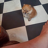 Phat Boy is registered to the contest to win money with this photo: puppy, dog, floor, checkered_floor, black_and_white, small_dog, fluffy, indoor, pet, animal, foot, leg, blur, cute, tiny, domestic_animal, companion, furry, young_dog, paw