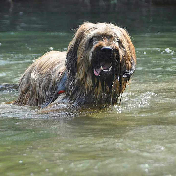 Nash