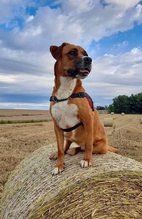 Bulle a rejoint le concours — aidez-le/la à gagner de superbes lots ! boxer, canidae, carnivore, cloud, collar, companion_dog, dog, dog_breed, dog_collar, fawn, landscape, liver, plant, sky, snout, sporting_group, terrestrial_animal, tree, wood, working_animal