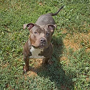 Kingg Jay is registered to the contest to win money with this photo: dog, puppy, canine, brown_dog, white_chest, standing, grass, outdoors, backyard, animal, pet, short_hair, floppy_ears, tail, looking_at_camera, sunlight, shadow, lawn, portrait, cute