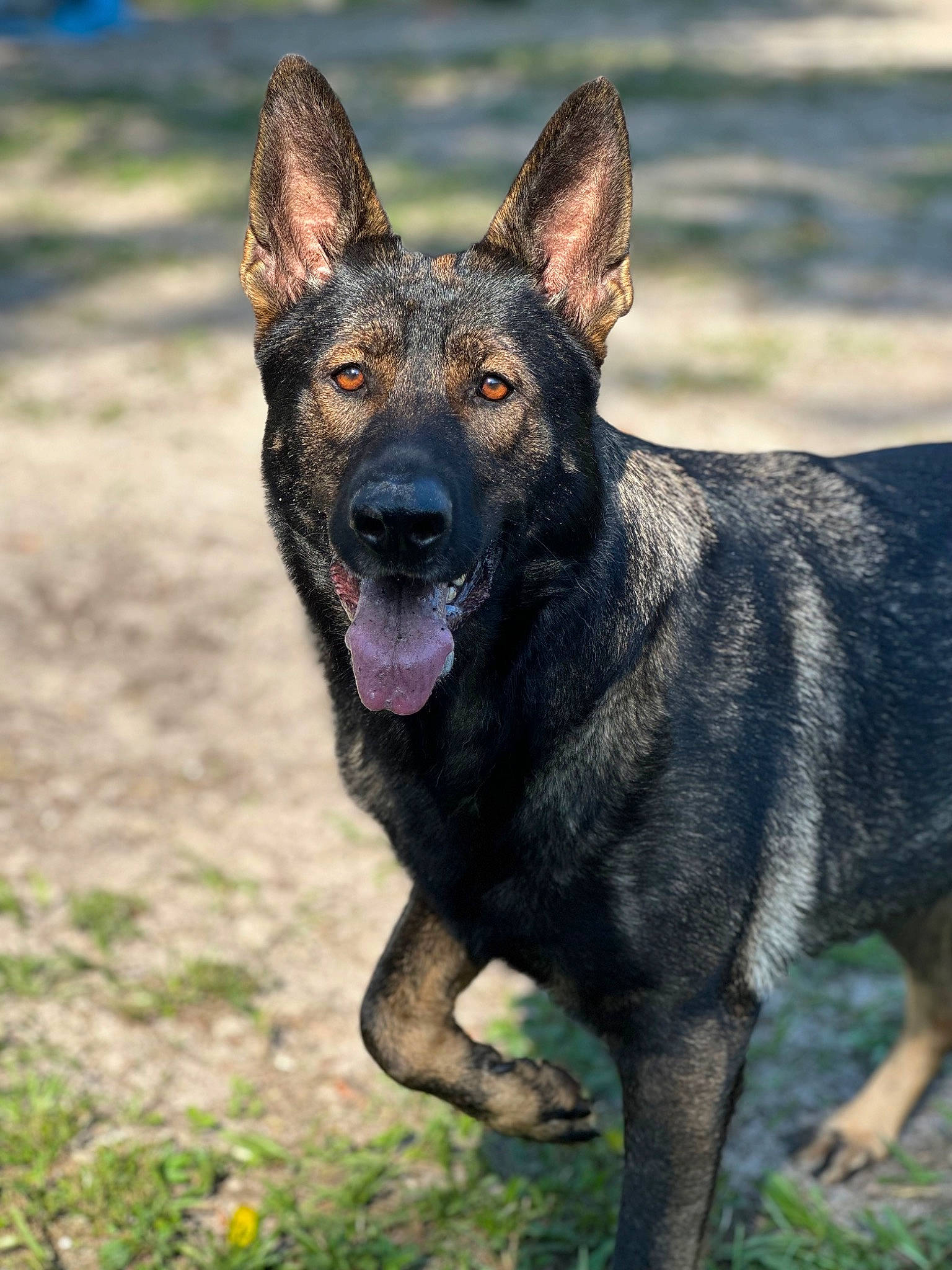 Indie joined the competition — help win amazing prizes! biting, canidae, carnivore, dog, dog_breed, grass, guard_dog, herding_dog, king_shepherd, old_german_shepherd_dog, plant, snout, sporting_group, terrestrial_animal, wildlife, working_animal, working_dog