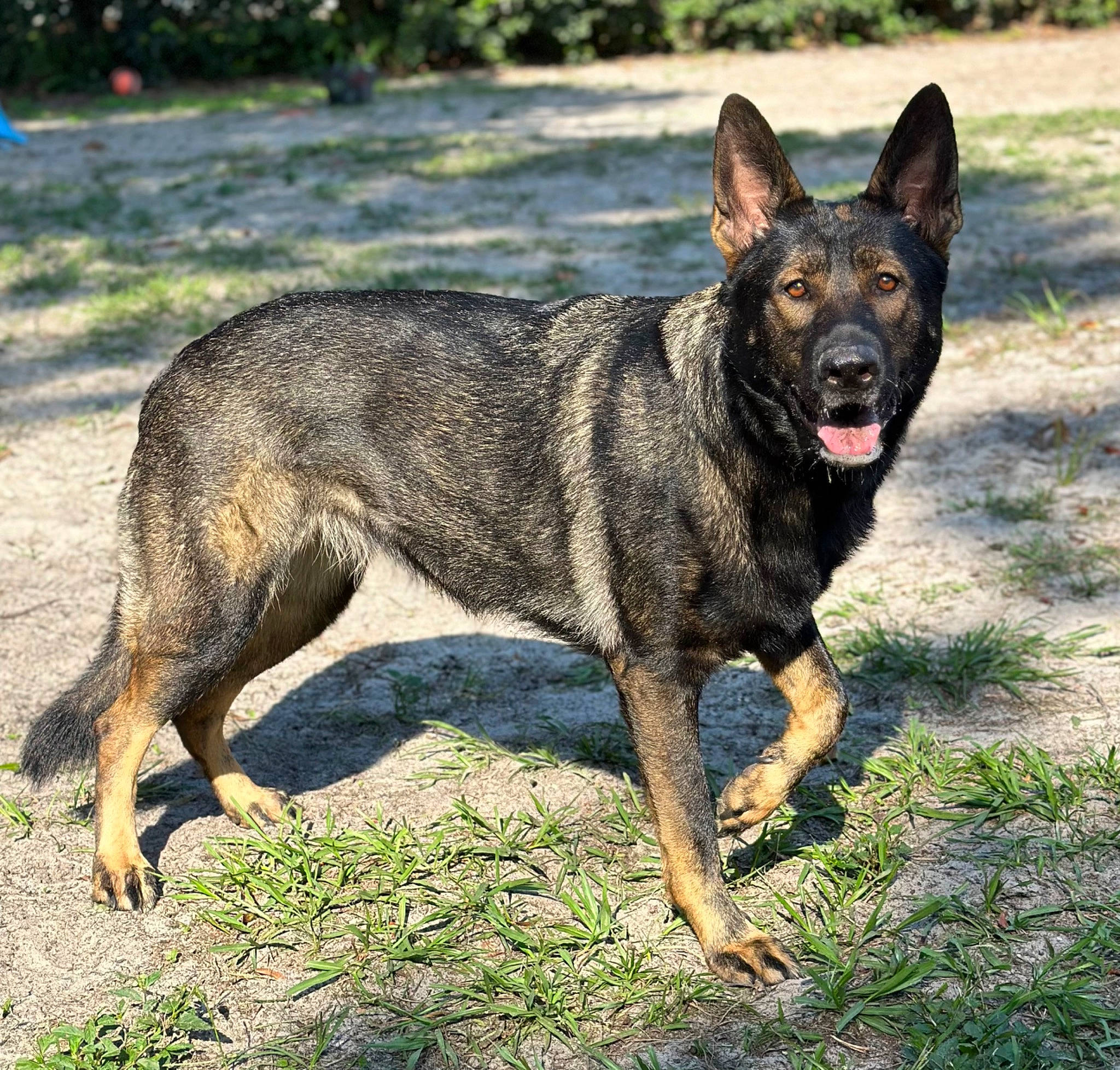 Indie joined the competition — help win amazing prizes! balance, canidae, carnivore, dog, dog_breed, herding_dog, hunting_dog, snout, sporting_group, terrestrial_animal, wildlife, working_animal, working_dog