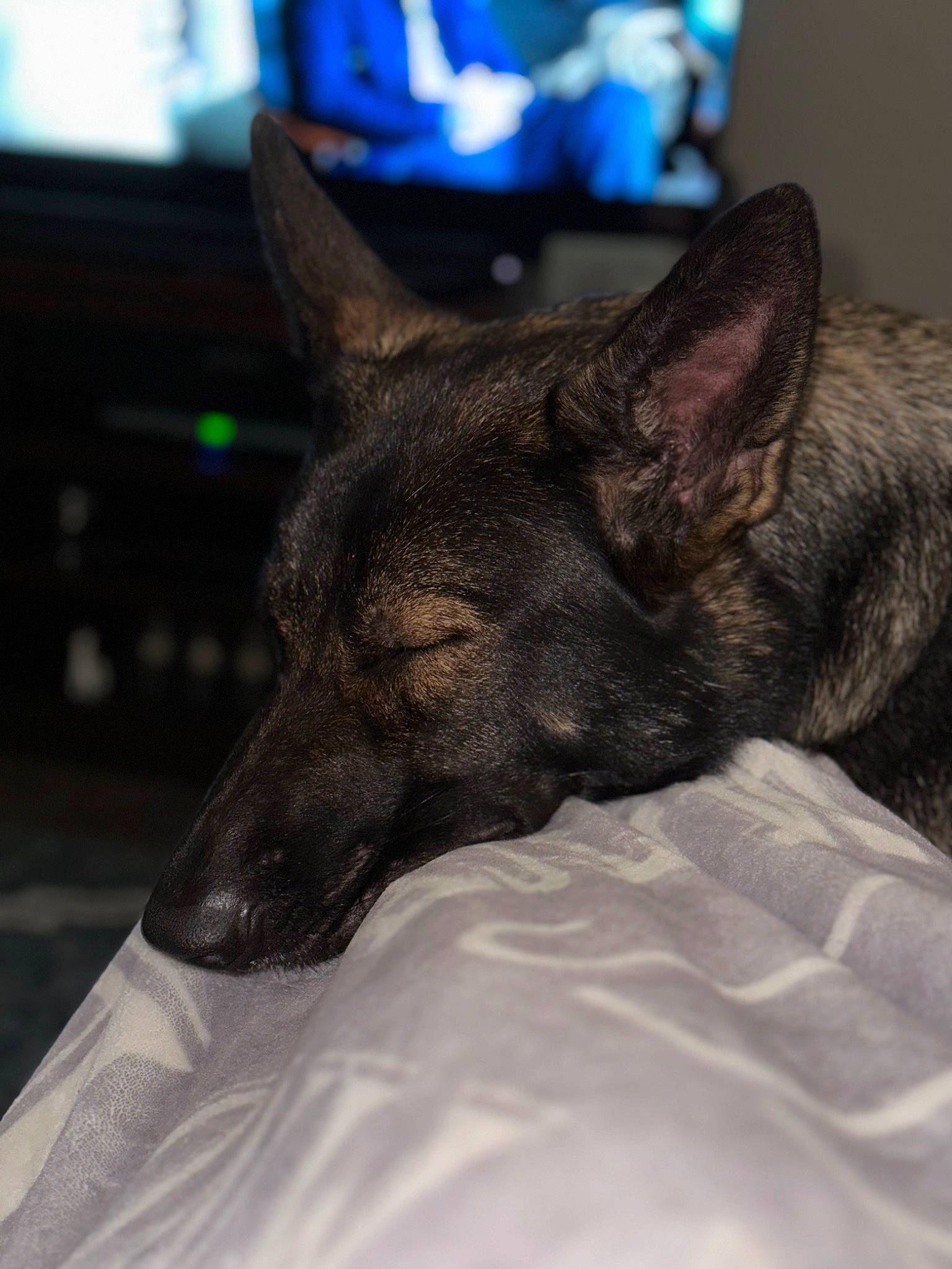 Indie is registered to the contest to win money with this photo: blue, canidae, carnivore, companion_dog, cone, dog, dog_breed, fur, guard_dog, non_sporting_group, snout, sporting_group, terrestrial_animal, whiskers, working_animal, working_dog