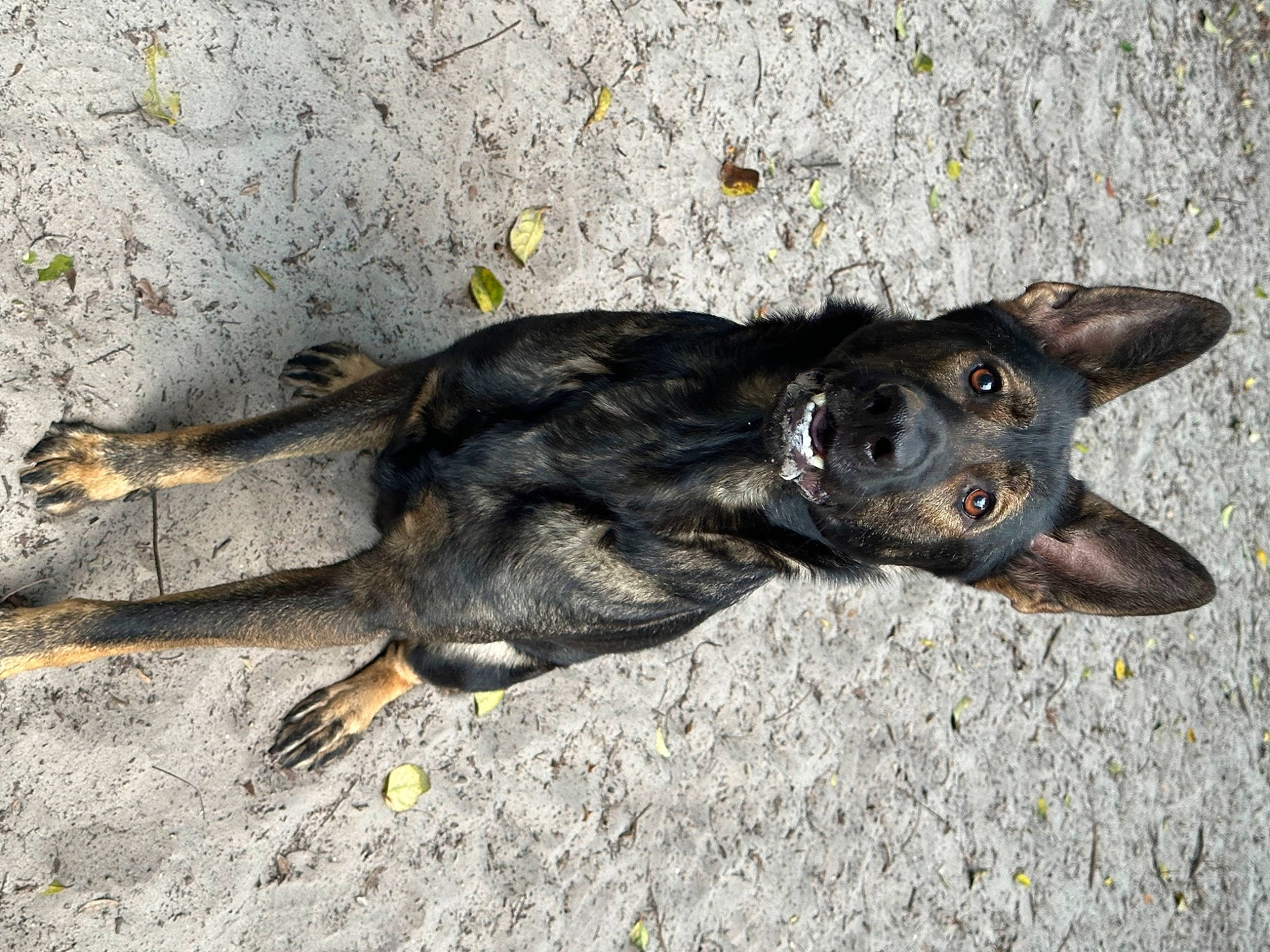 Indie joined the competition — help win amazing prizes! asphalt, canidae, carnivore, dog, dog_breed, fawn, guard_dog, hunting_dog, paw, road_surface, soil, sporting_group, street_dog, terrestrial_animal, whiskers, working_animal, working_dog