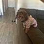 Cocoa is registered to the contest to win money with this photo: dog, pet, indoor, couch, brown, leopard_print, outfit, pink, tongue_out, happy, fur, small_dog, living_room, floor_tiles, dog_bowl, home, furniture, animal, cute, perched