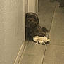 dog, small_dog, stuffed_toy, hallway, floor, wall, pet, indoor, shy, cute, fluffy, toy, home, floor_tiles, shadow, peeking, animal, companion, domestic, cozy