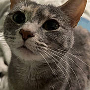 Yammy joined the competition — help win amazing prizes! animal, blurred_background, cat, close_up, curious, cute, domestic, ears, eyes, face, feline, fur, indoor, looking_up, mammal, nose, pet, portrait, soft_light, whiskers