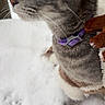 Yammy joined the competition — help win amazing prizes! animal, cat, close_up, cold, collar, curious, domestic_cat, fur, gray_tabby, jacket, looking_sideways, mammal, nature, outdoor, paw_prints, pet, purple_collar, snow, whiskers, winter