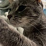 Yammy is registered to the contest to win money with this photo: animal, bed, blanket, cat, close_up, cozy, curious, cute, domestic, feline, fur, gray_tabby, indoor, mammal, paw, pet, portrait, relaxed, soft_focus, whiskers