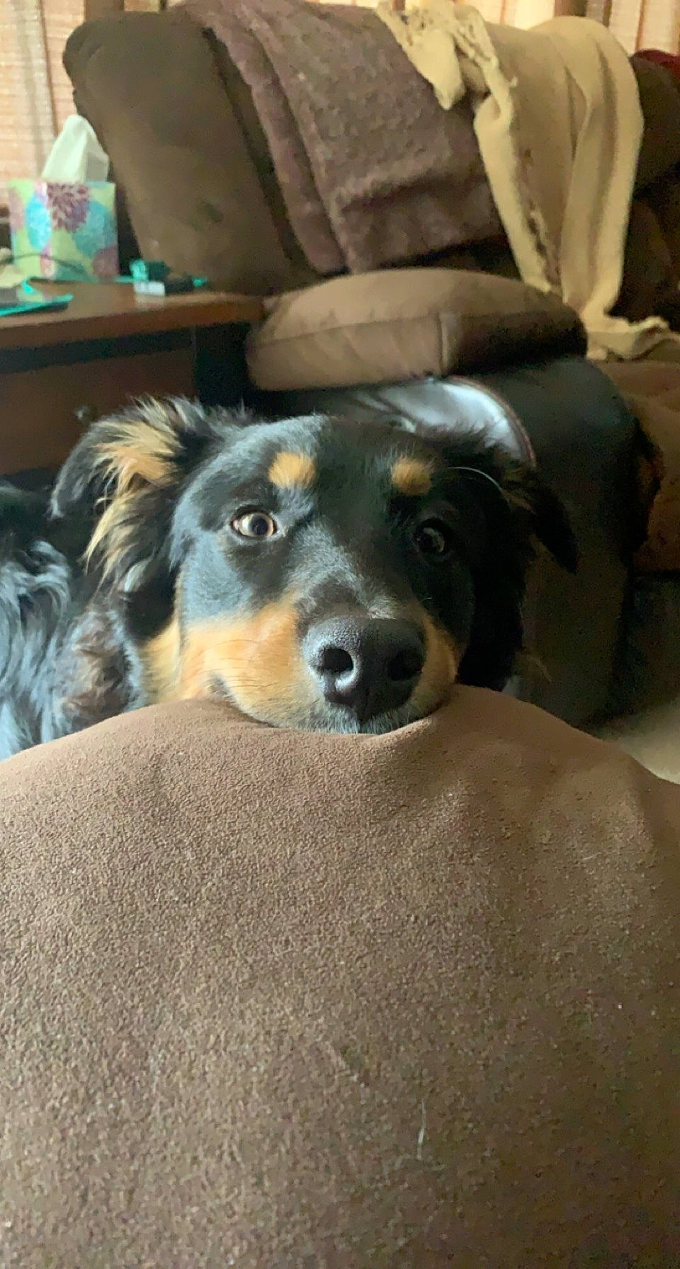 Wallen joined the competition — help win amazing prizes! carnivore, chair, clock, comfort, companion_dog, couch, dog, dog_breed, fur, furniture, living_room, picture_frame, pillow, room, sleeper_chair, snout, sporting_group, terrestrial_animal, whiskers, working_dog