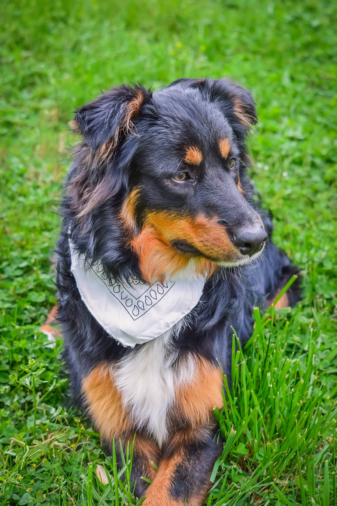 Wallen joined the competition — help win amazing prizes! canidae, carnivore, companion_dog, dog, dog_breed, event, fashion_accessory, fur, grass, guard_dog, herding_dog, plant, puppy, snout, sporting_group, working_dog