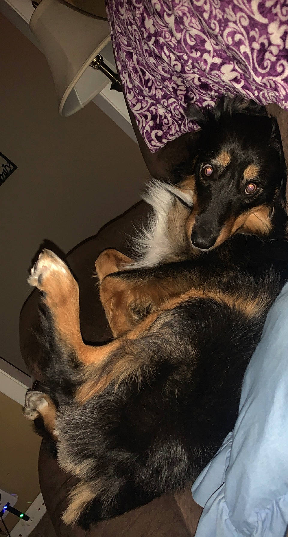 Wallen is registered to the contest to win money with this photo: canidae, carnivore, comfort, companion_dog, dog, dog_breed, dog_supply, ear, event, fawn, fur, gesture, guard_dog, mammal, paw, sporting_group, toy_dog, whiskers, working_animal, working_dog