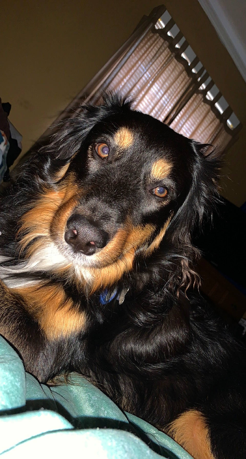 Wallen joined the competition — help win amazing prizes! canidae, carnivore, companion_dog, dog, dog_breed, ear, fur, hunting_dog, liver, snout, sporting_group, whiskers, working_animal, working_dog