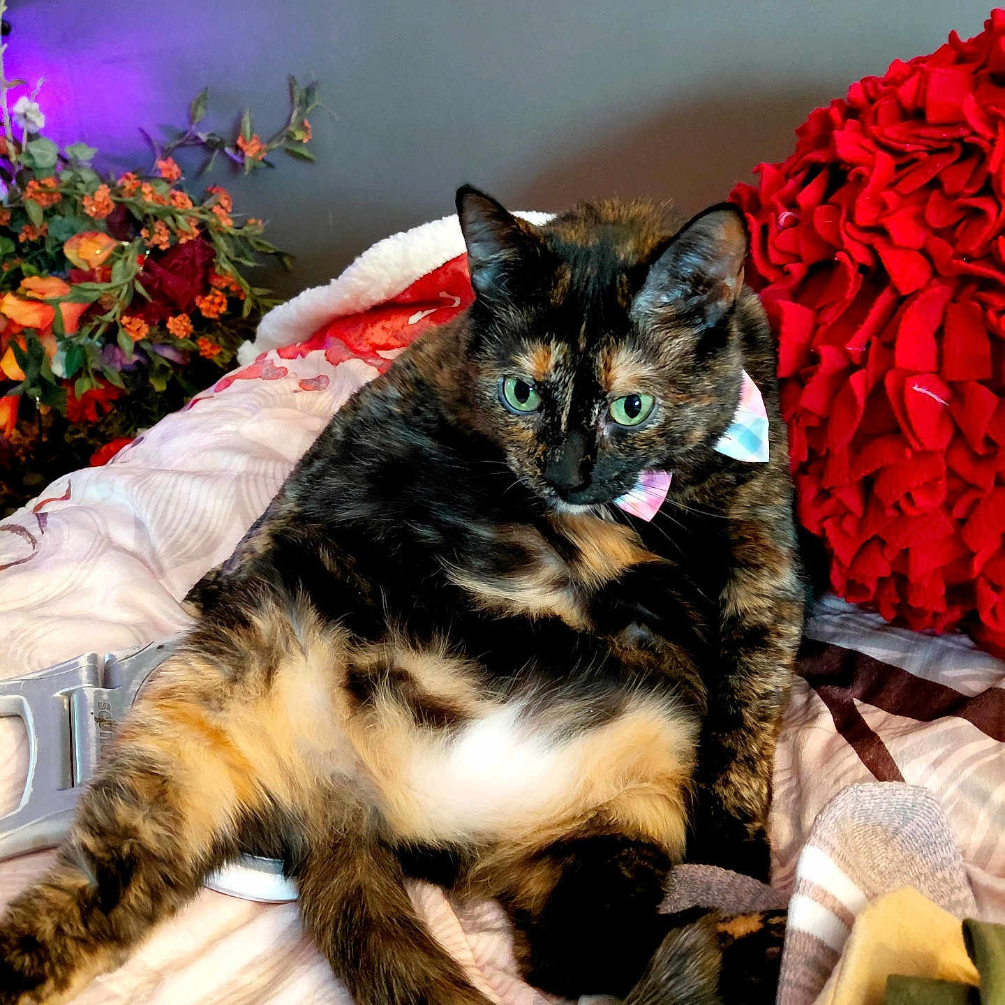 Salinia is registered to the contest to win money with this photo: cat, tortoiseshell_cat, bed, blanket, pillow, flower, green_eyes, fur, indoor, relaxed, cozy, colorful, pet, animal, resting, furniture, home, soft, cute, comfort