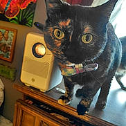 Salinia joined the competition — help win amazing prizes! cat, tortoiseshell, bow_tie, cabinet, wooden_furniture, indoor, decor, painting, butterfly, speaker, curious, pet, eyes, whiskers, window, light, colorful, home, animal, feline