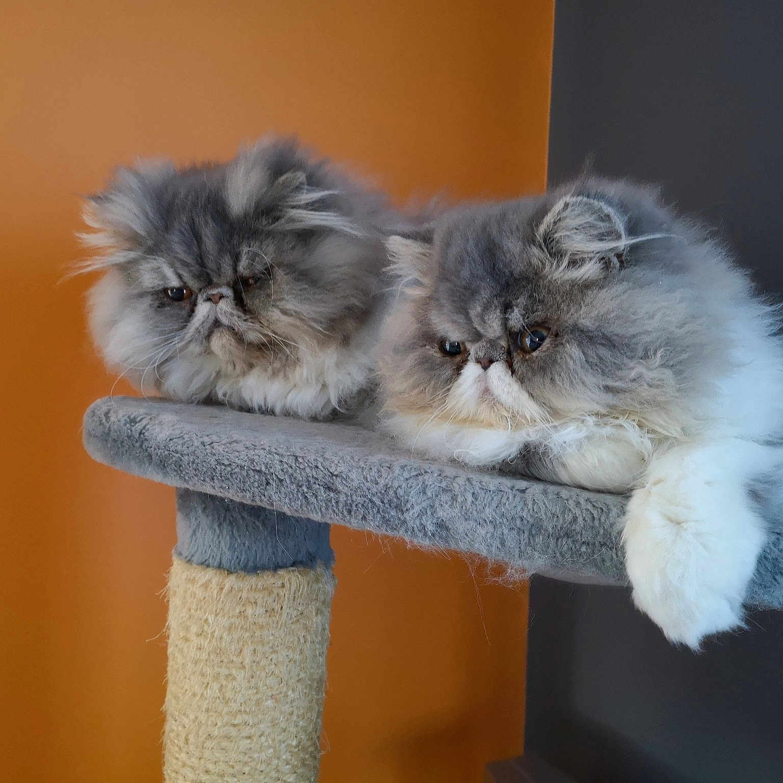 Nino Et Oscar
