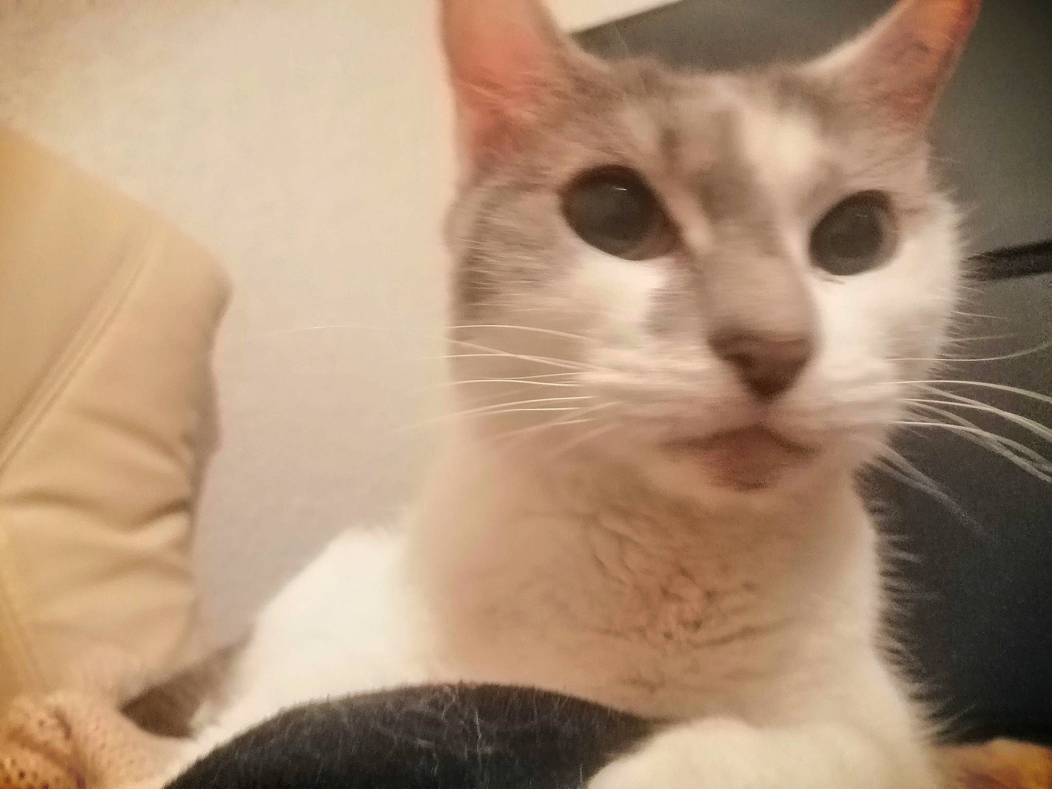 Golum participe au concours pour gagner de l'argent avec cette photo : aegean_cat, american_wirehair, asian, carnivore, cat, domestic_short_haired_cat, ear, felidae, javanese, kitten, mammal, small_to_medium_sized_cats, snout, tonkinese, vertebrate, whiskers