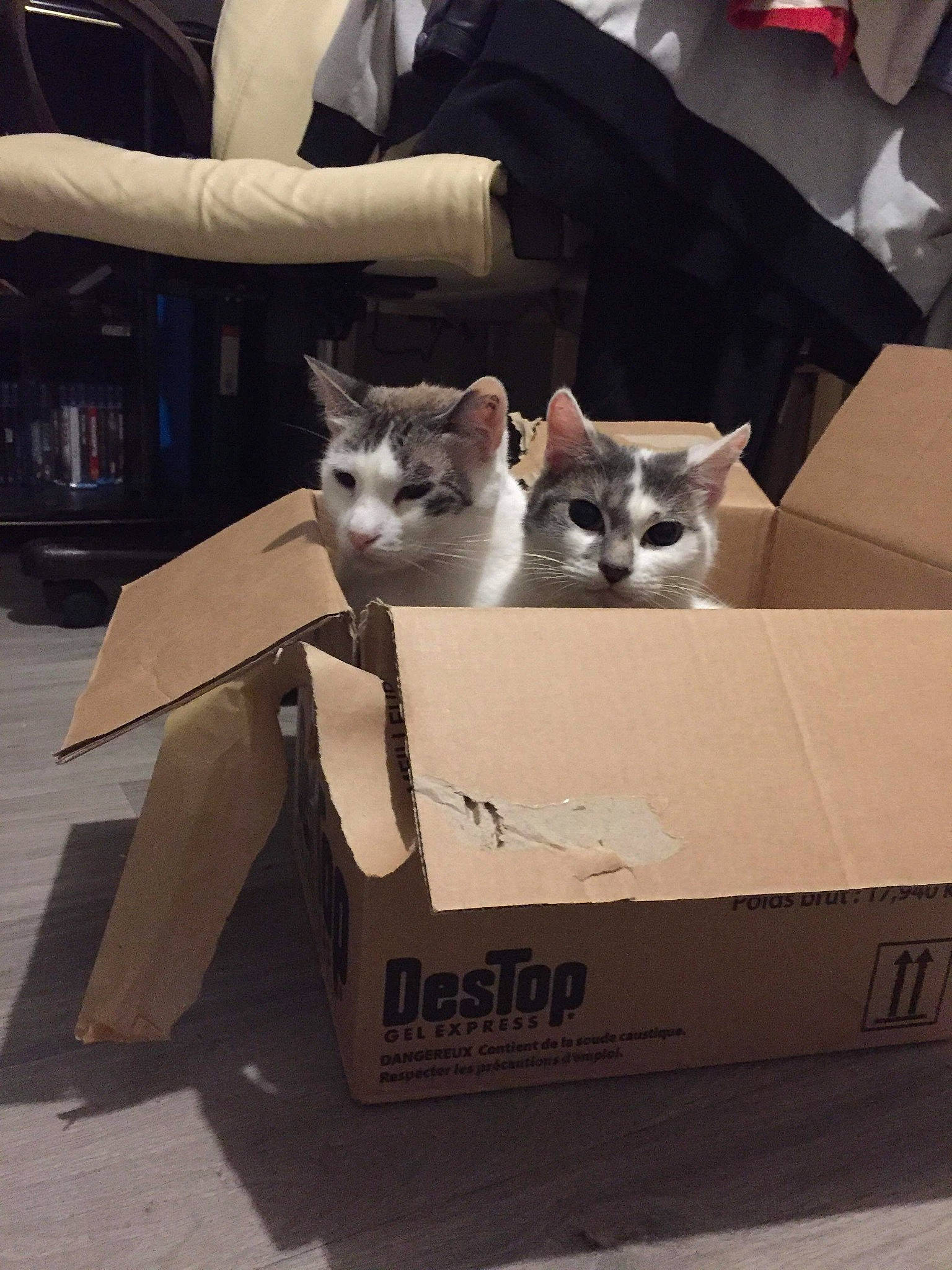 Golum a rejoint le concours — aidez-le/la à gagner de superbes lots ! box, cardboard, carnivore, carton, cat, fawn, felidae, kitten, packaging_and_labeling, paper_bag, small_to_medium_sized_cats, whiskers