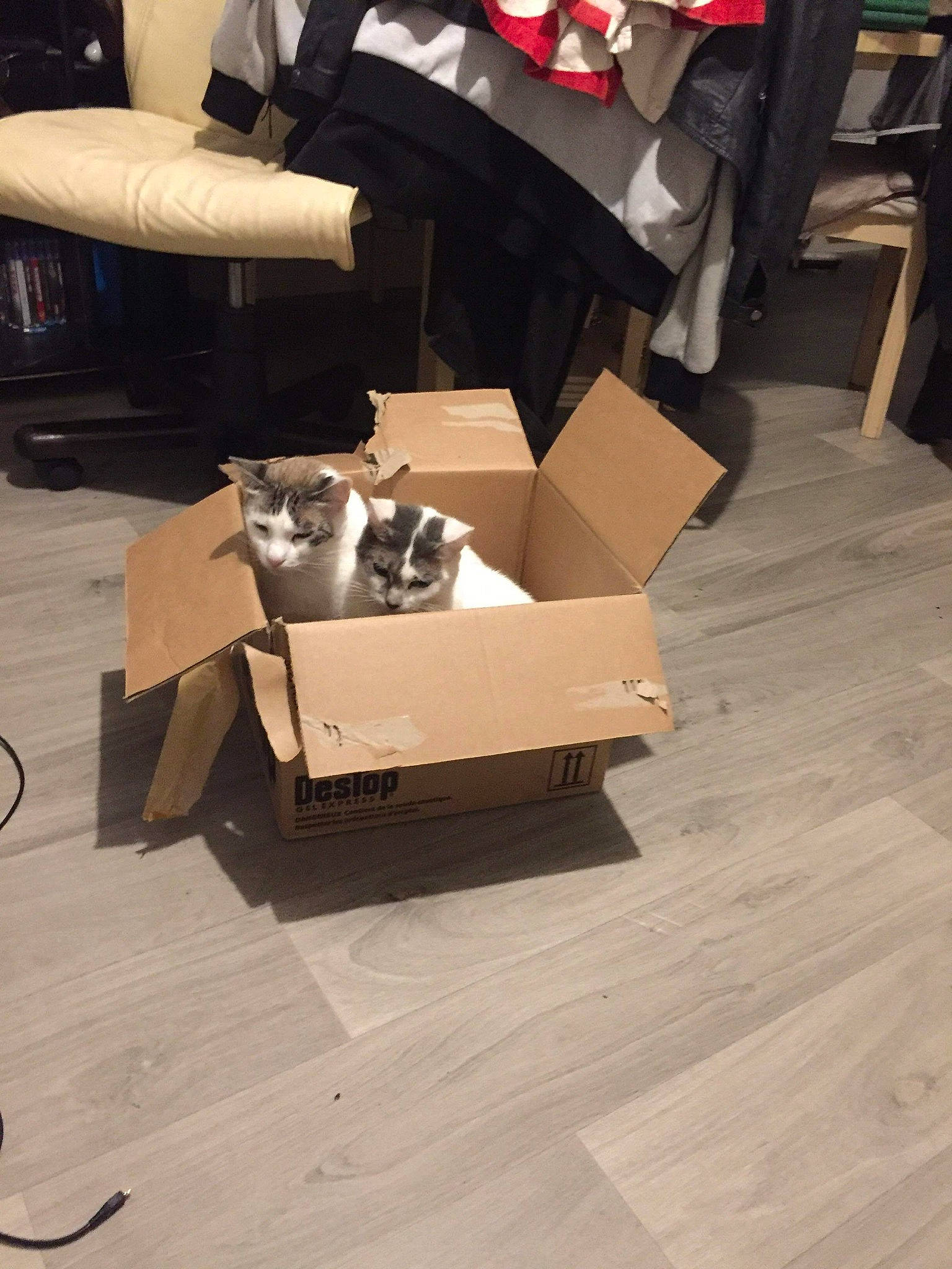 Golum participe au concours pour gagner de l'argent avec cette photo : cardboard, design, floor, flooring, furniture, hardwood, laminate_flooring, plywood, table, wood, wood_flooring