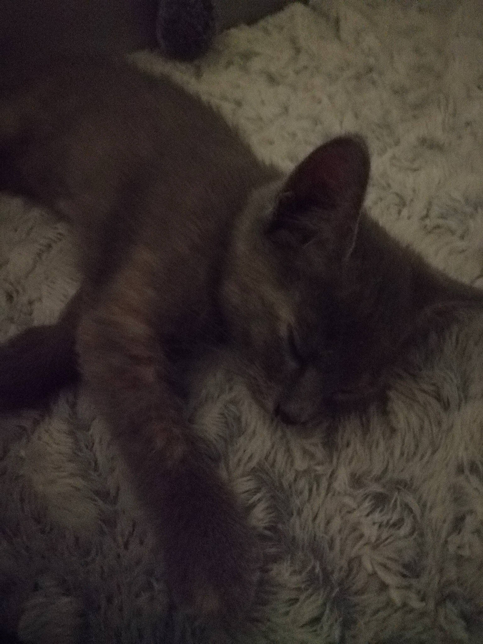 Minuit participe au concours pour gagner de l'argent avec cette photo : british_shorthair, burmese, carnivore, cat, chartreux, ear, felidae, fur, kitten, korat, nap, nebelung, nose, russian_blue, sky, sleep, small_to_medium_sized_cats, snout, tail, whiskers