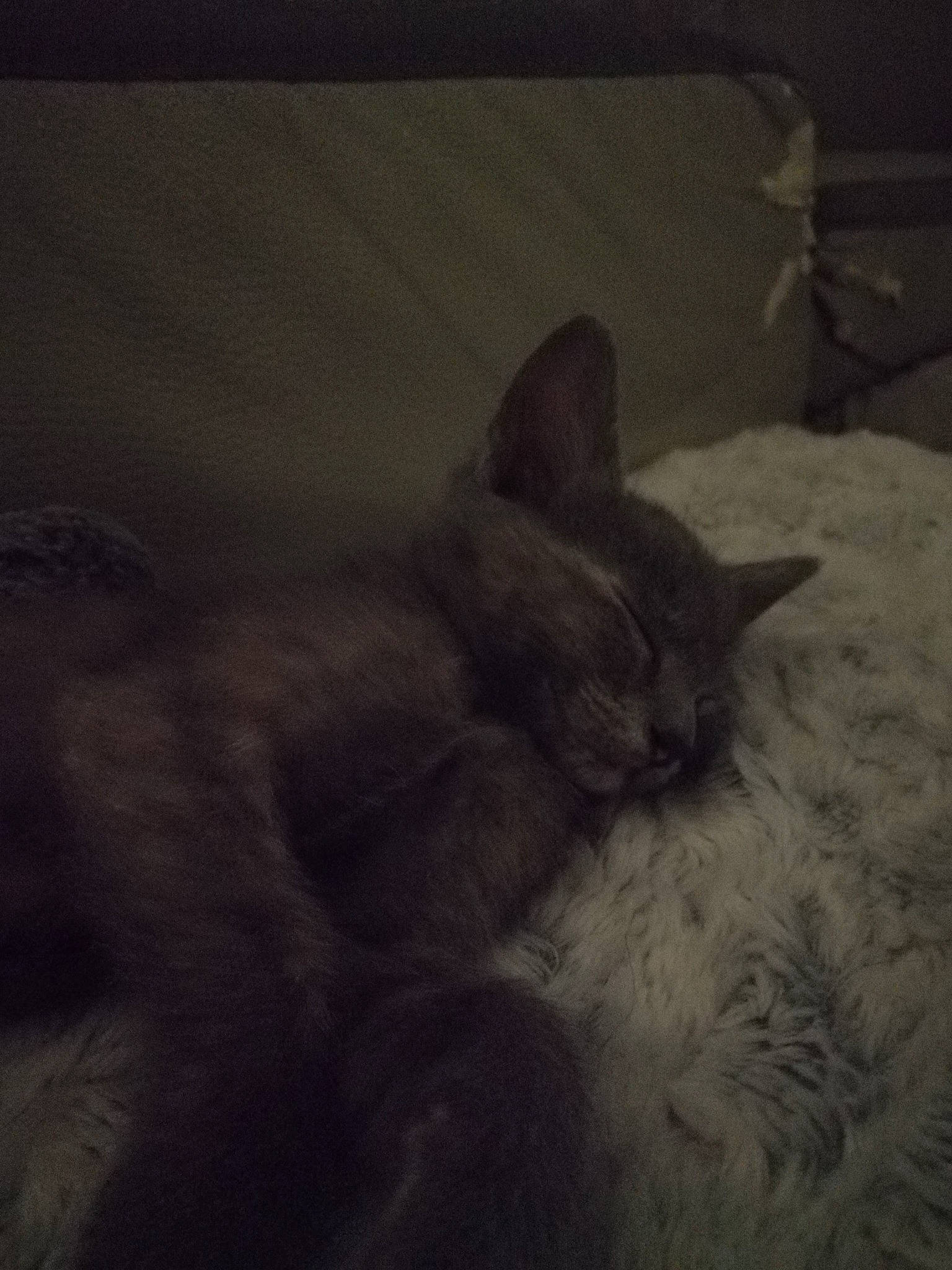 Minuit participe au concours pour gagner de l'argent avec cette photo : bed, british_shorthair, burmese, carnivore, cat, cloud, darkness, felidae, fur, kitten, nap, nebelung, night, russian_blue, sky, sleep, small_to_medium_sized_cats, snout, tail, whiskers