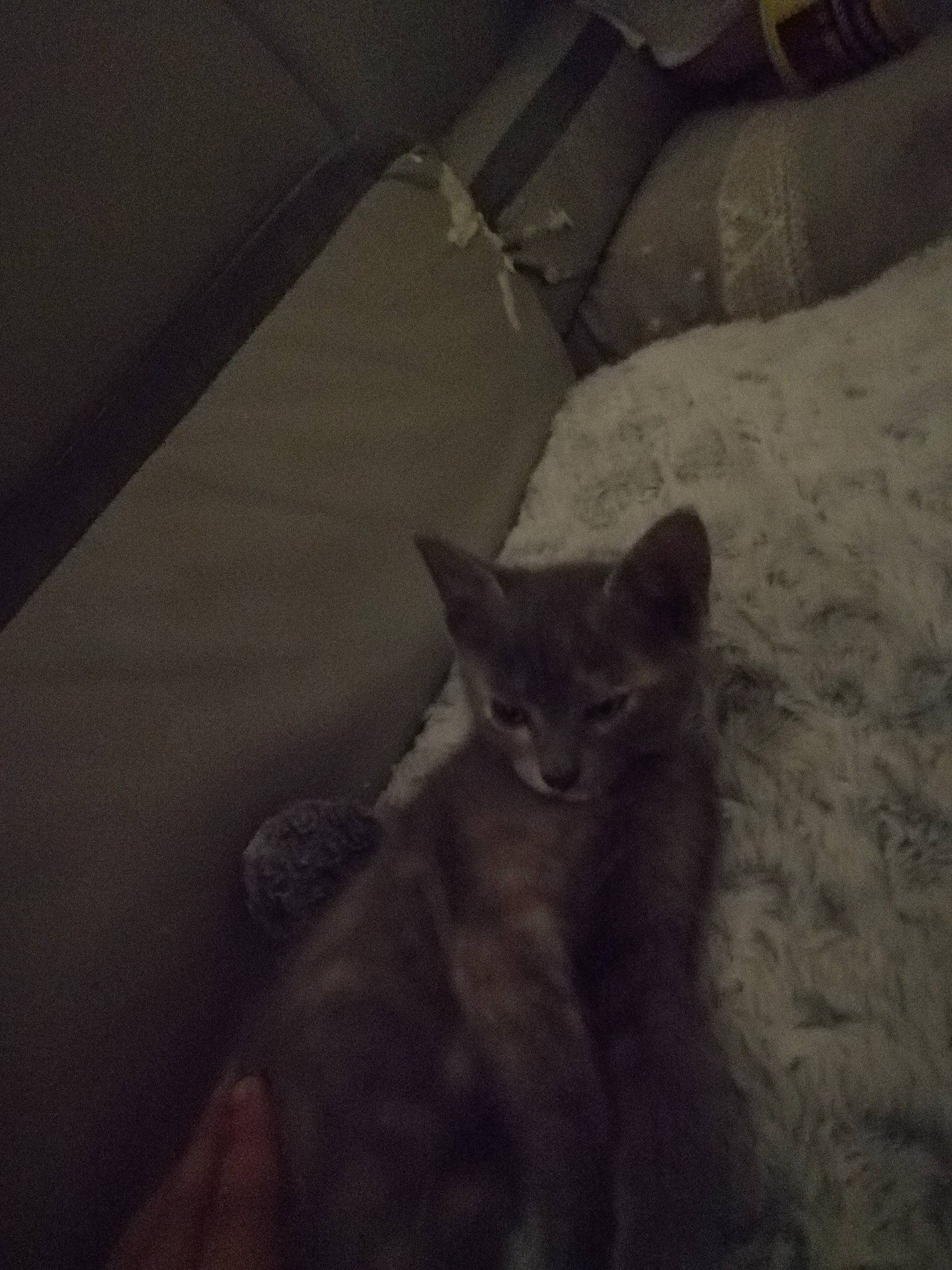 Minuit a rejoint le concours — aidez-le/la à gagner de superbes lots ! asian, carnivore, cat, darkness, domestic_short_haired_cat, ear, eye, felidae, fur, kitten, night, sky, small_to_medium_sized_cats, snout, tail, whiskers