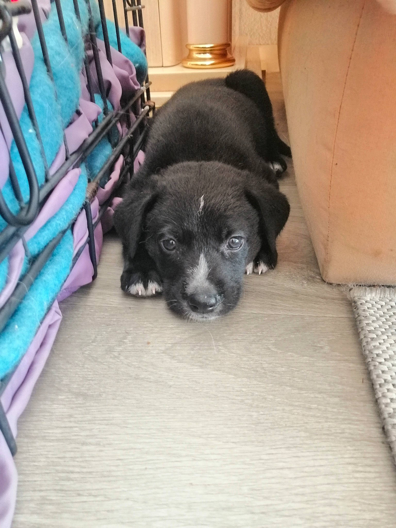 Ice participe au concours pour gagner de l'argent avec cette photo : beagador, borador, border_collie, canidae, carnivore, companion_dog, dog, dog_breed, labrador_retriever, mammal, puppy, rare_breed_dog, snout, sporting_group