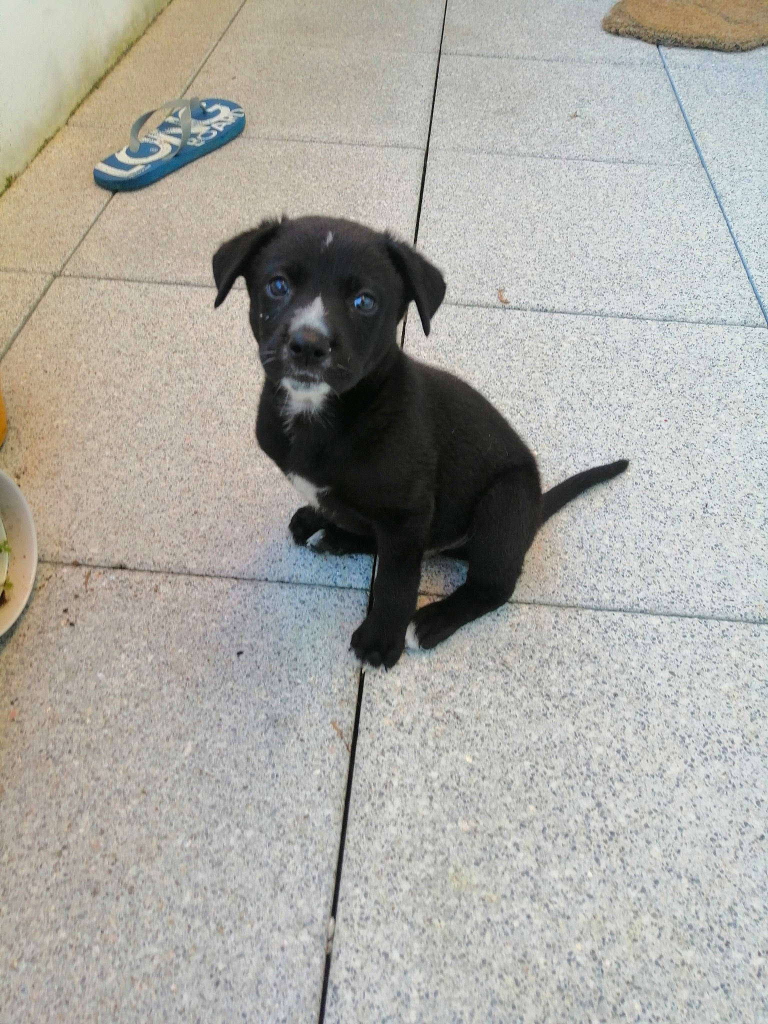 Ice a rejoint le concours — aidez-le/la à gagner de superbes lots ! beagador, borador, canidae, carnivore, companion_dog, dog, dog_breed, fawn, formosan_mountain_dog, labrador_retriever, mammal, patterdale_terrier, puppy, rare_breed_dog, snout, sporting_group, street_dog, tail