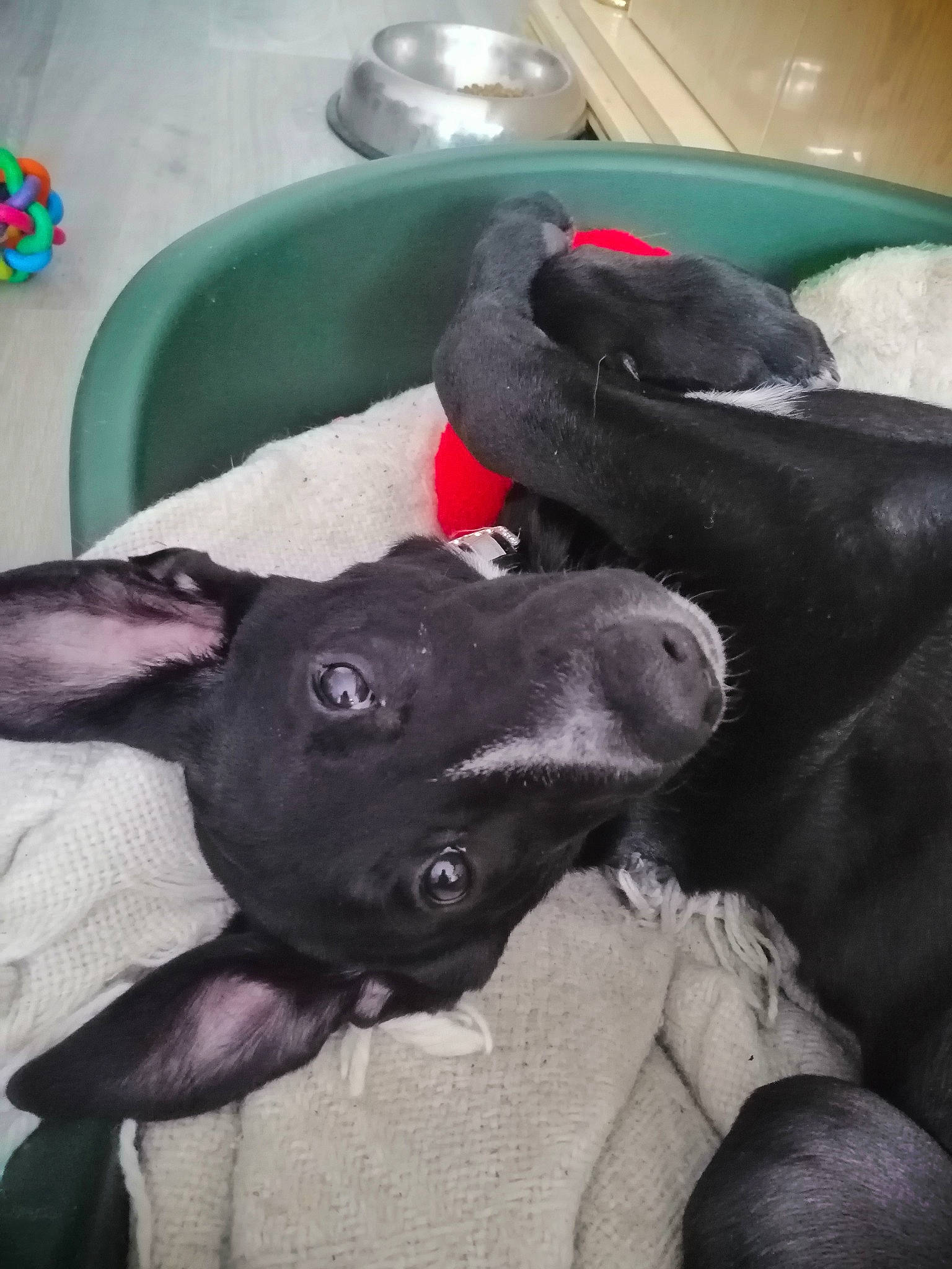 Ice a rejoint le concours — aidez-le/la à gagner de superbes lots ! canidae, carnivore, companion_dog, dog, dog_breed, fawn, formosan_mountain_dog, great_dane, guard_dog, italian_greyhound, labrador_retriever, non_sporting_group, peruvian_hairless_dog, puppy, snout, sporting_group