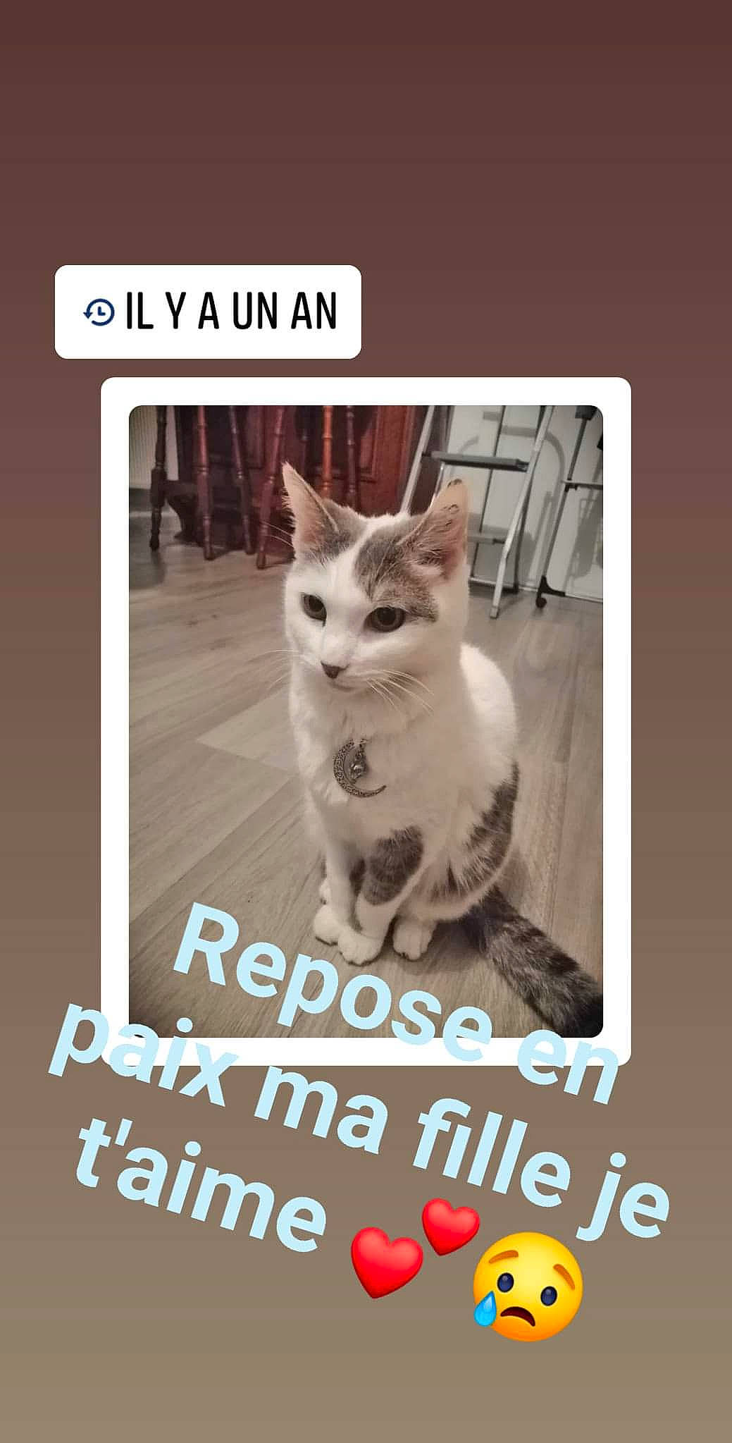 Minie a rejoint le concours — aidez-le/la à gagner de superbes lots ! aegean_cat, asian, carnivore, cat, domestic_short_haired_cat, european_shorthair, felidae, font, humour, internet_meme, kitten, paw, photo_caption, photography, polydactyl_cat, small_to_medium_sized_cats, tail, whiskers