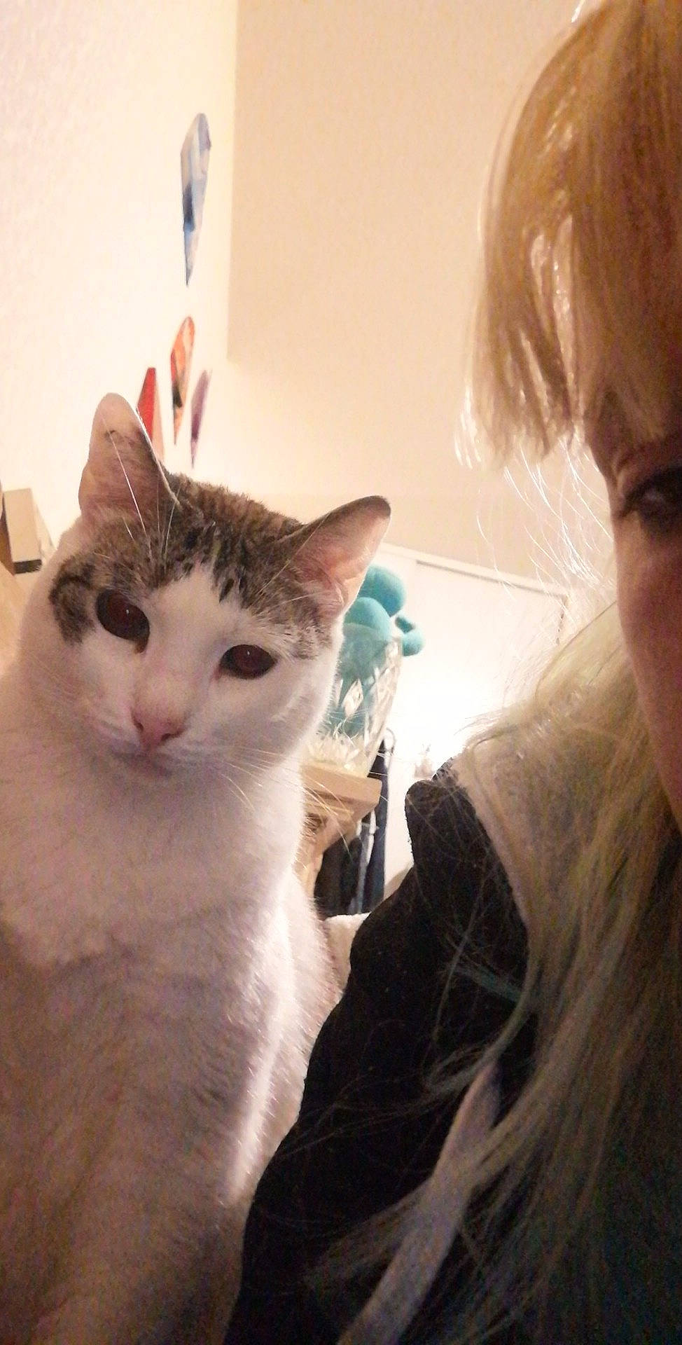 Bubble participe au concours pour gagner de l'argent avec cette photo : aegean_cat, carnivore, cat, domestic_short_haired_cat, ear, european_shorthair, eye, eyebrow, felidae, fur, kitten, nose, ojos_azules, ragdoll, selfie, small_to_medium_sized_cats, turkish_van, whiskers