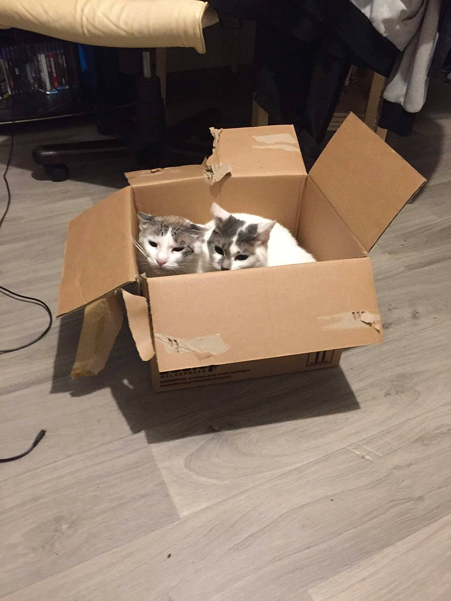 Bubble a rejoint le concours — aidez-le/la à gagner de superbes lots ! box, cardboard, floor, flooring, furniture, hardwood, plywood, table, wood