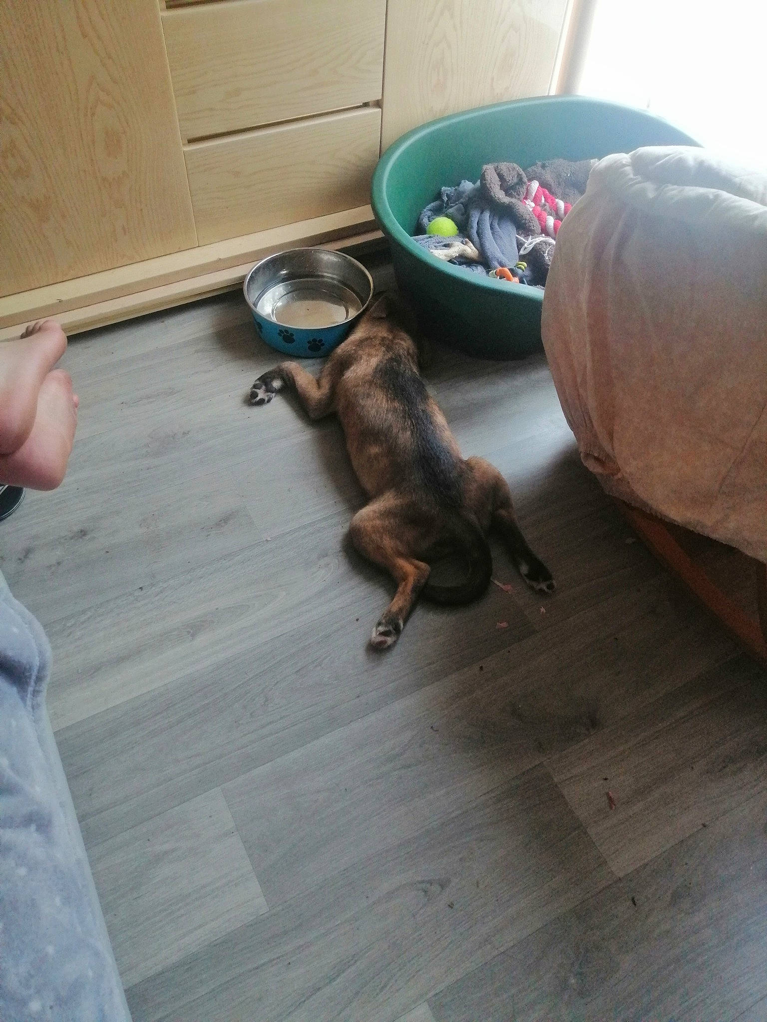 Kira a rejoint le concours — aidez-le/la à gagner de superbes lots ! american_pit_bull_terrier, canidae, carnivore, dachshund, dog, dog_breed, fawn, floor, flooring, puppy, tail