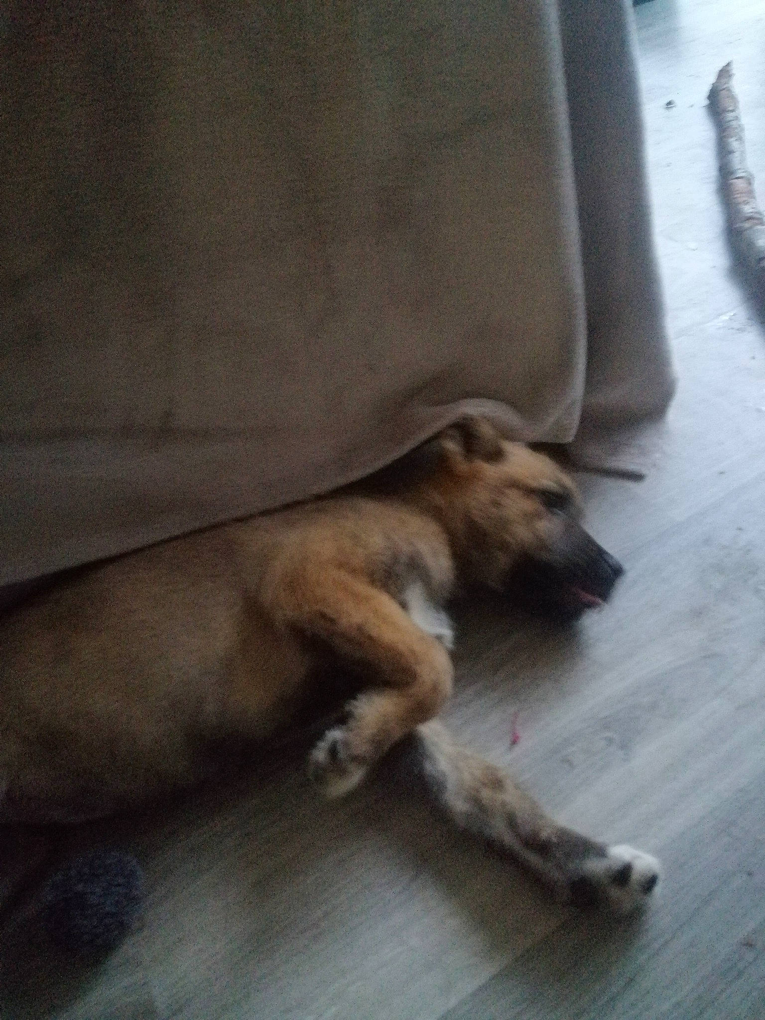 Kira a rejoint le concours — aidez-le/la à gagner de superbes lots ! black_mouth_cur, canidae, carnivore, companion_dog, dog, dog_breed, fawn, puppy, snout, street_dog