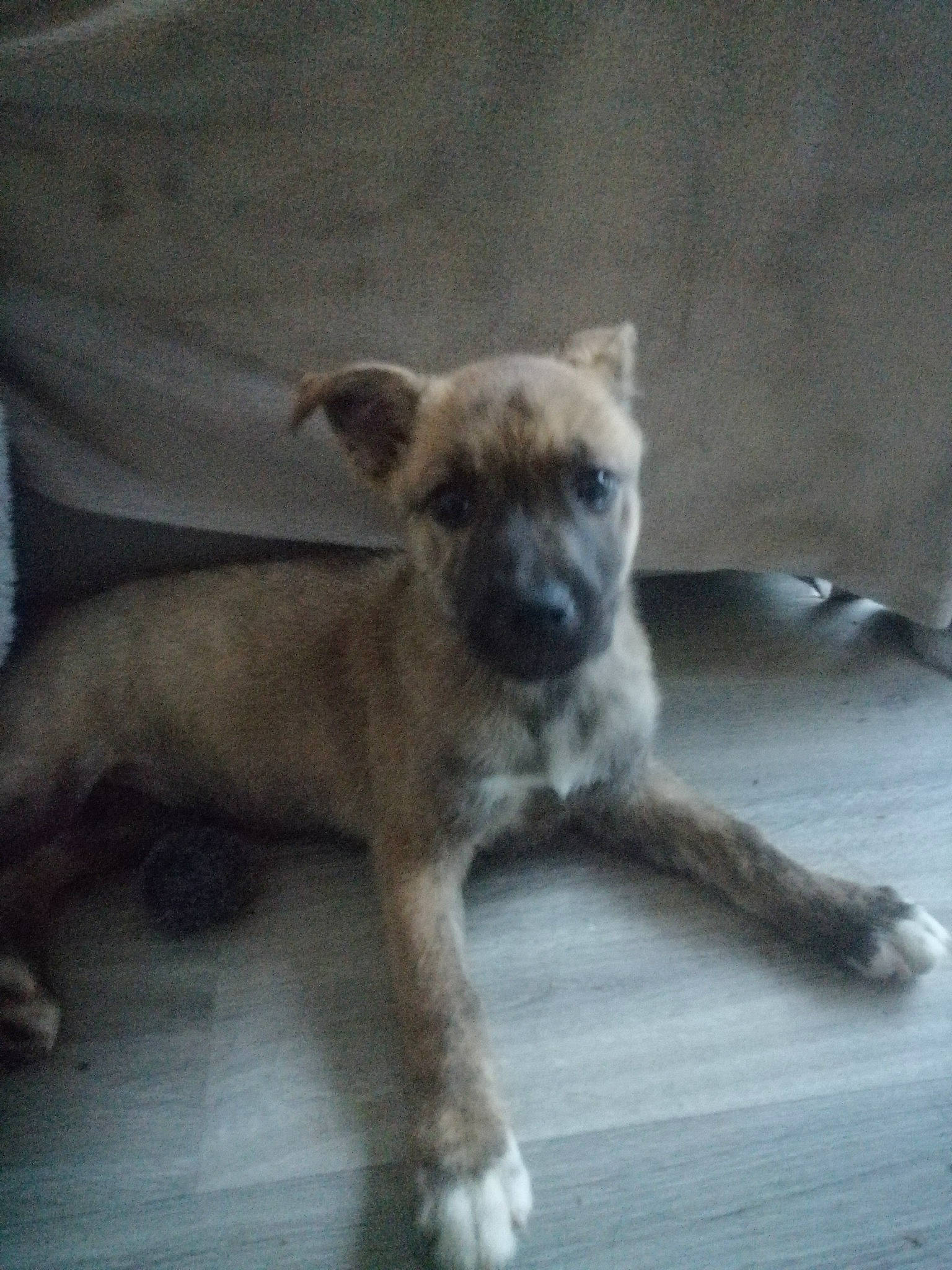 Kira a rejoint le concours — aidez-le/la à gagner de superbes lots ! black_mouth_cur, canidae, carnivore, cimarron_uruguayo, dog, dog_breed, fawn, mammal, puppy, rare_breed_dog, snout, street_dog, vertebrate