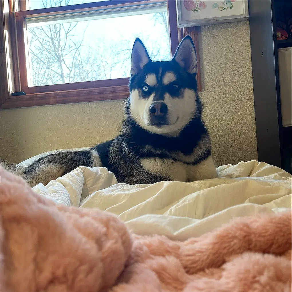 Evie joined the competition — help win amazing prizes! husky, dog, pet, bed, blanket, window, indoor, fur, blue_eyes, cozy, resting, animal, mammal, domestic_animal, sleepy, furniture, comfortable, portrait, house, relaxed