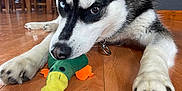 Evie joined the competition — help win amazing prizes! dog, husky, toy, plush, wooden_floor, indoor, pet, animal, heterochromia, blue_eye, brown_eye, playful, lying_down, floor, house, furniture, collar, muzzle, ears, paw
