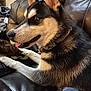 Evie is registered to the contest to win money with this photo: dog, husky, pet, indoor, couch, leather, black_and_white, collar, tongue_out, ears_up, playing, blanket, holiday_lights, fur, animal, canine, resting, cozy, home, cute