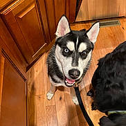Evie joined the competition — help win amazing prizes! dog, husky, heterochromia, leash, indoor, kitchen, wooden_floor, cabinet, black_dog, pet, canine, flooring, happy, looking_up, ears_up, tongue_out, domestic, companion, animal, household