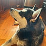 Evie is registered to the contest to win money with this photo: dog, siberian_husky, pet, indoor, wooden_floor, kitchen, canine, fur, black_and_white, animal, domestic_animal, laying_down, ears, collar, looking_up, side_view, natural_light, home, floor, companion