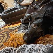 Emma is registered to the contest to win money with this photo: dog, cat, black_dog, orange_cat, couch, blanket, living_room, fur, resting, pet, animal, cozy, indoor, leather_furniture, carpet, pillow, wood_floor, relaxing, companion, friendship