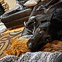 dog, cat, black_dog, orange_cat, couch, blanket, living_room, fur, resting, pet, animal, cozy, indoor, leather_furniture, carpet, pillow, wood_floor, relaxing, companion, friendship