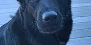 Emma is registered to the contest to win money with this photo: dog, black_dog, pet, animal, canine, portrait, outdoor, water, deck, leash, collar, closeup, fur, ears, eyes, nose, daylight, nature, curious, calm