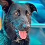 dog, black_dog, tongue_out, close_up, pet, animal, golden_eyes, happy, portrait, canine, fur, ears, snout, outdoor, blue_background, playful, cute, friendly, domestic_animal, bright