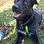 dog, black_dog, grass, autumn_leaves, stick, outdoor, pet, animal, collar, chain, happy, tongue, ears_up, playful, nature, sunlight, close_up, canine, lying_down, daytime
