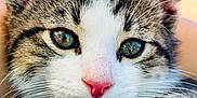 Pumba is registered to the contest to win money with this photo: kitten, cat, close_up, portrait, animal, pet, whiskers, fur, pink_nose, green_eyes, ears, cute, domestic_cat, mammal, young, outdoor, blurred_background, soft_light, feline, face