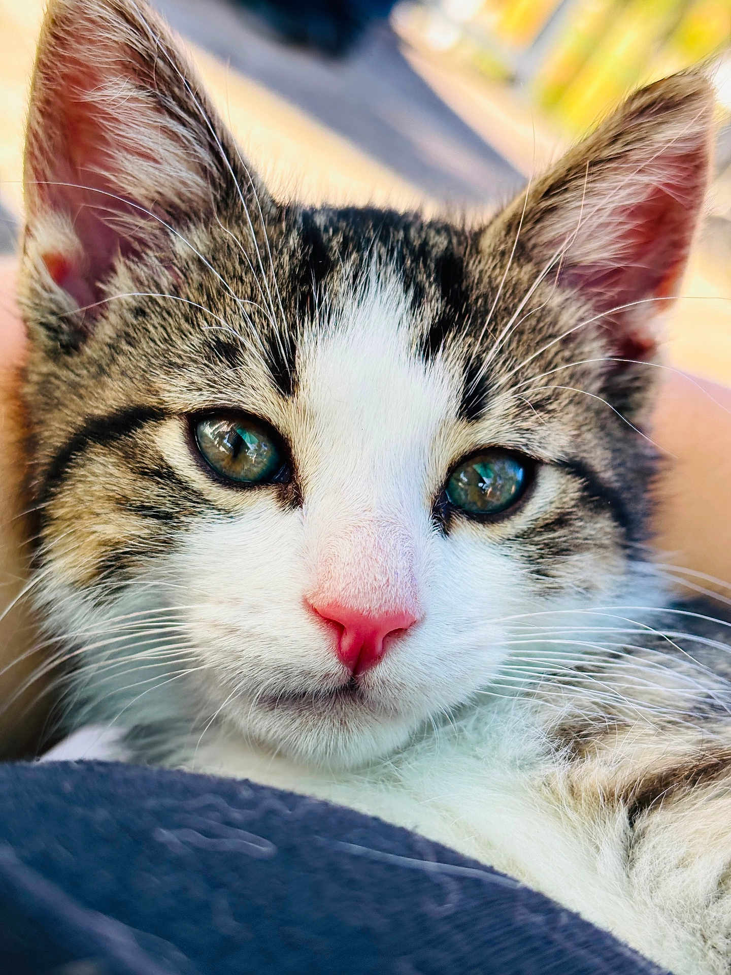 Pumba