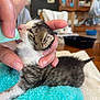 Pumba joined the competition — help win amazing prizes! kitten, baby_animal, feeding, hand, person, child, indoor, furniture, blanket, towel, cute, young, animal, fur, face, mouth, nurturing, comfort, table, home